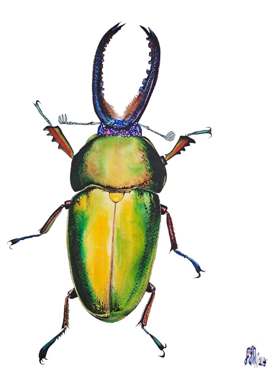 Rainbow King Magnificenza Mueller’s stag beetle by Yuliia Sharapova
