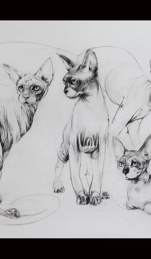 Sphynx cats by Valerija Popova