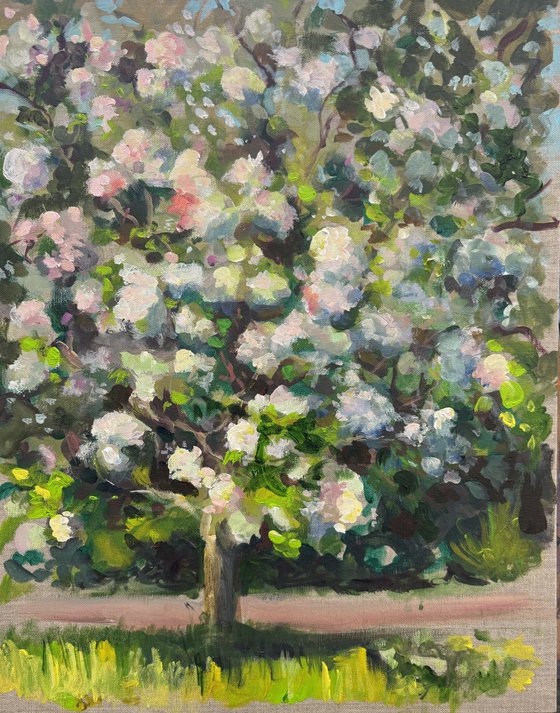 Apple orchard 4
