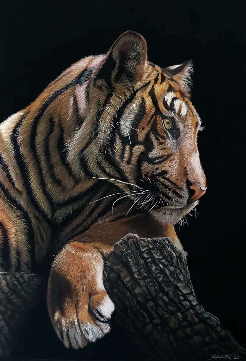 Sumatran Tiger Portrait by Silvia Frei