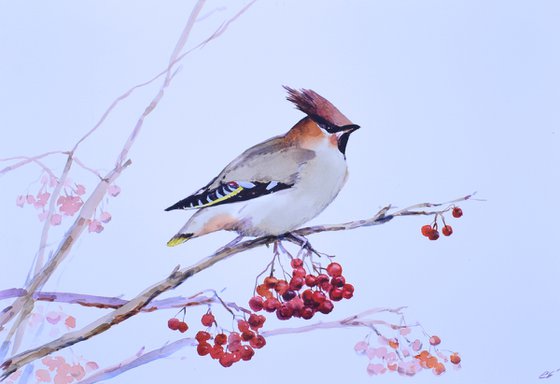 Waxwing