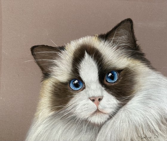 Brown and white long haired cat