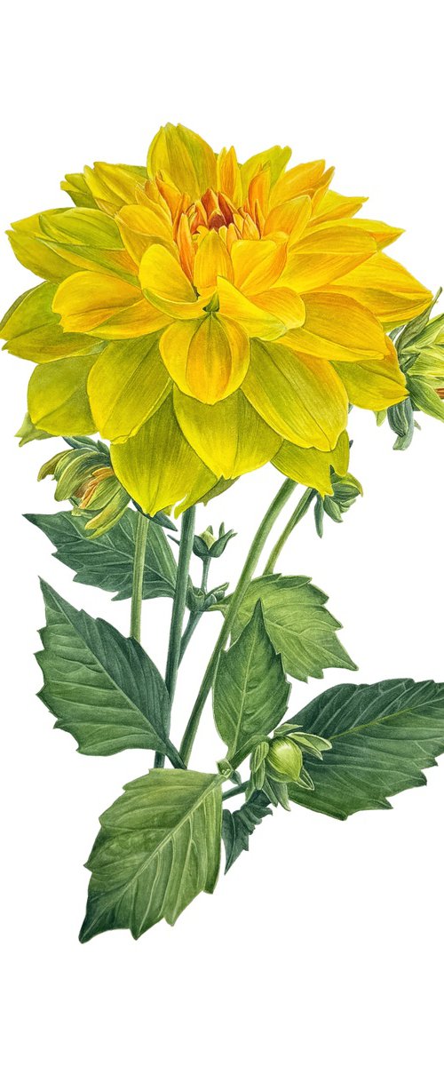 Yellow Dahlia flower Painting by Yuliia Prokopchuk