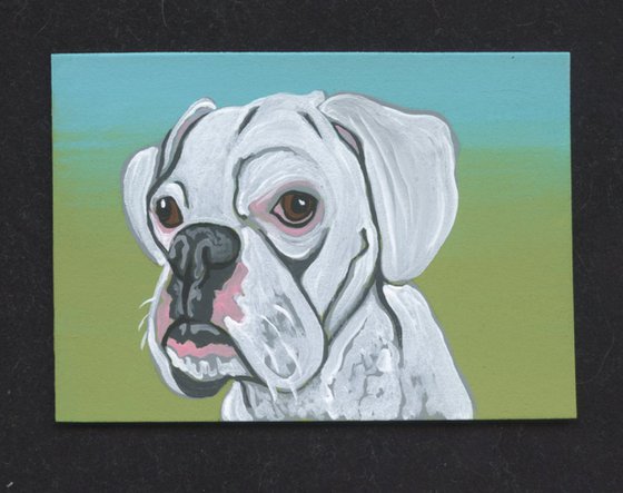 ACEO ATC Original Miniature Painting White Boxer Pet Dog Art-Carla Smale