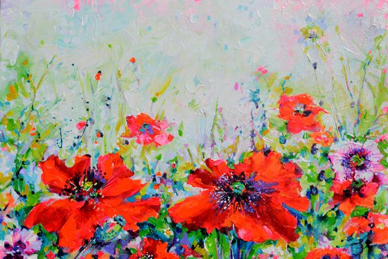 Papaveri Orientali Poppy Oriental Red Poppies