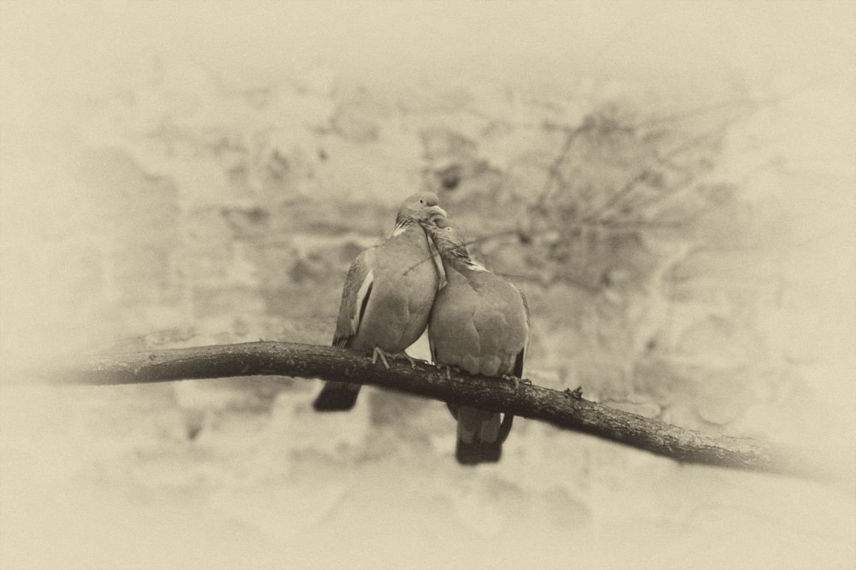 Love Birds 2/3 by Louise O’Gorman