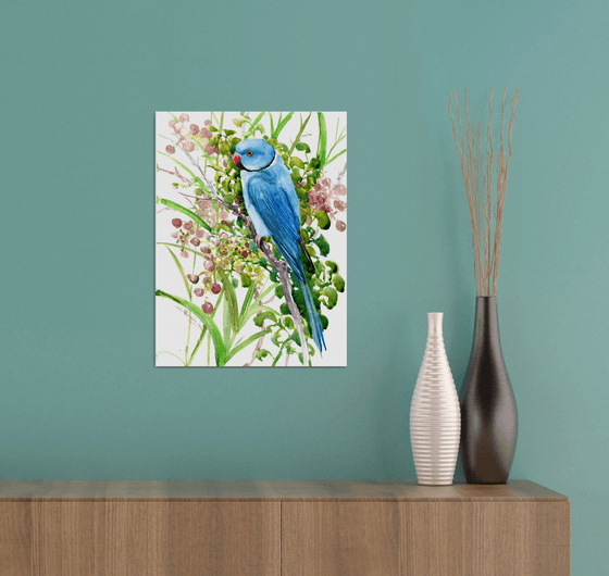 Indian blue ringneck parakeet