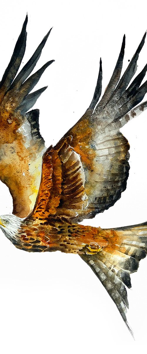 Red Kite, wildlife, birds watercolours by Karolina Kijak