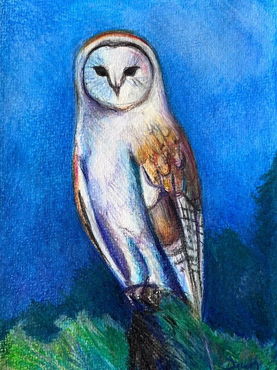 Barn Owl