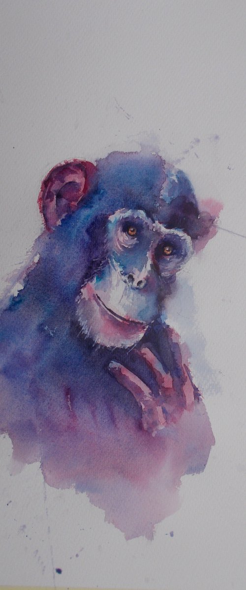 chimpanzee 3 by Giorgio Gosti