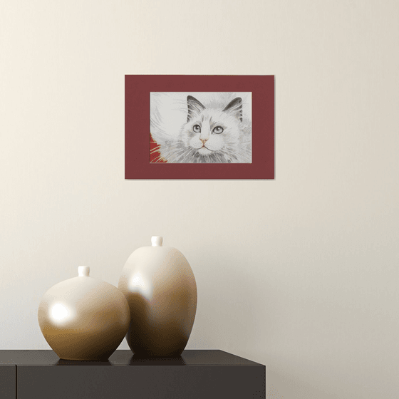 Cat Turkish Angora