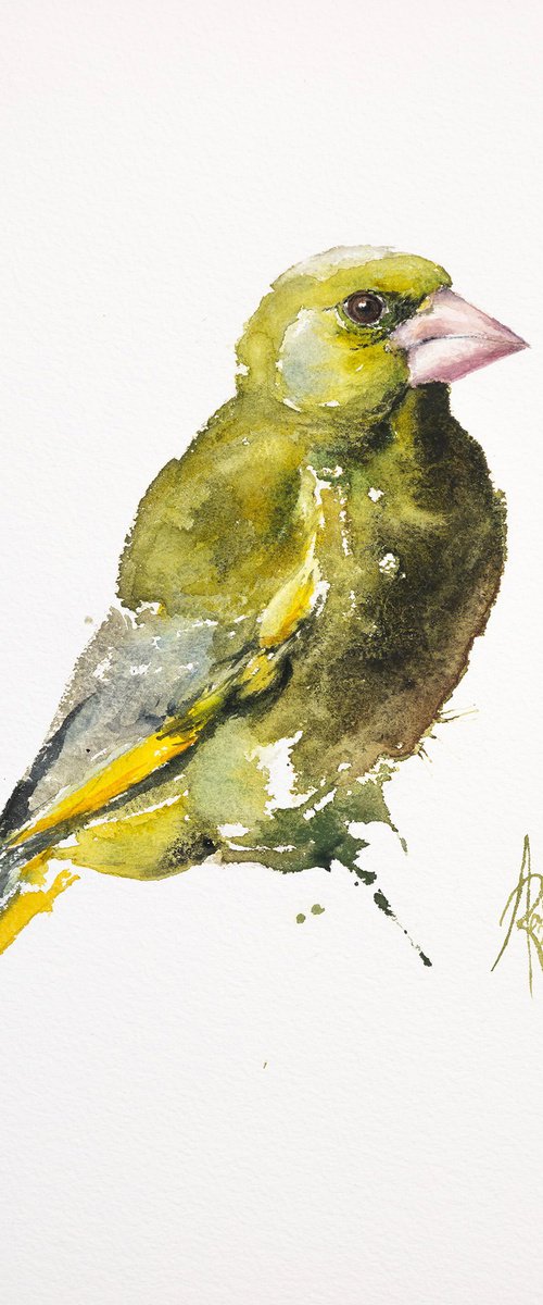 Greenfinch by Andrzej Rabiega