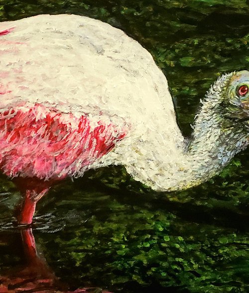 Roseate Spoonbill Wading by Robbie Potter