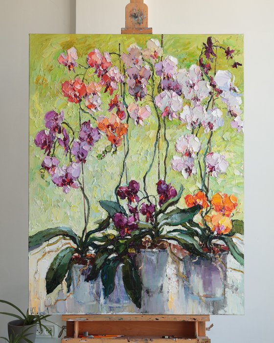 Colorful Orchids