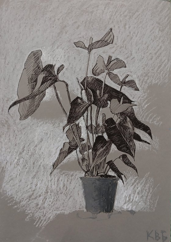 Calathea