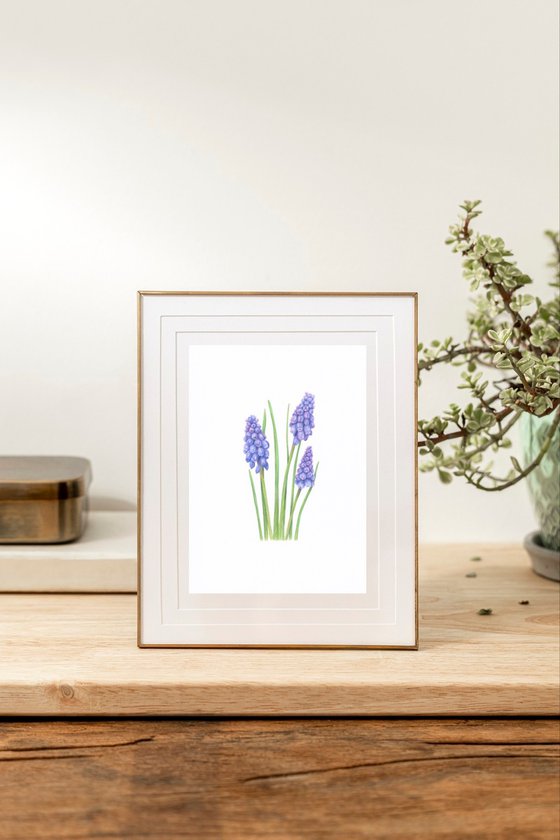 Muscari flowers