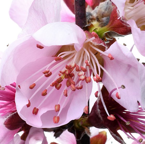 Cherry Blossoms