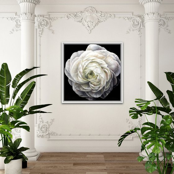 Ranunculus - print, original gift, White flower
