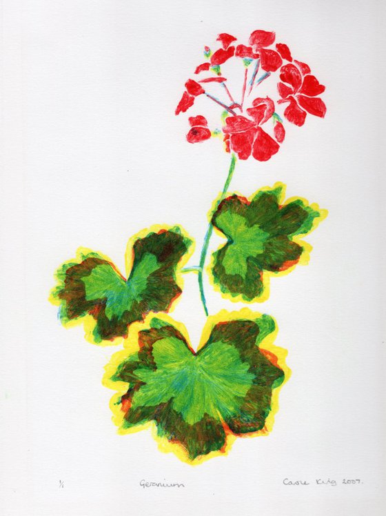 Geranium