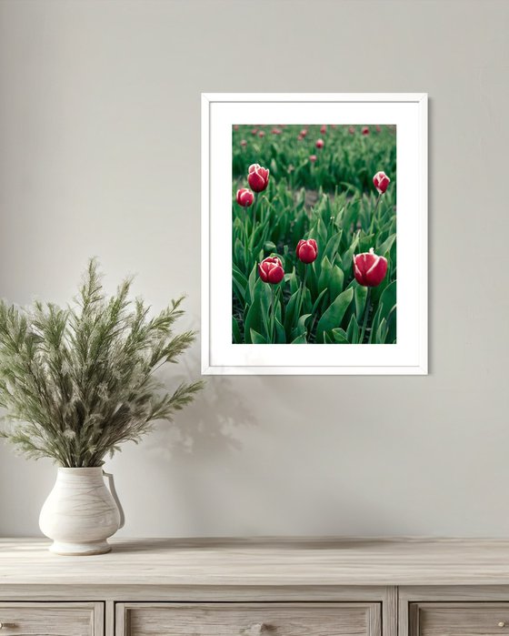 RED TULIPS