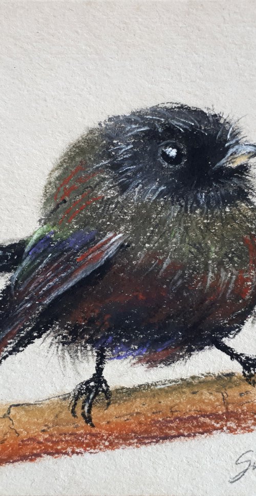 Black bird - Animal portrait /  ORIGINAL SOFT PASTEL DRAWING by Salana Art Gallery