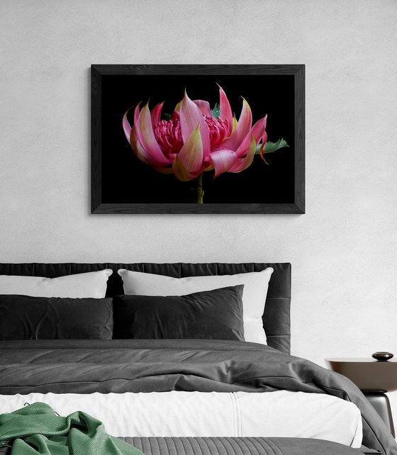 Pink Waratah Flower