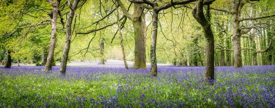 Bluebells