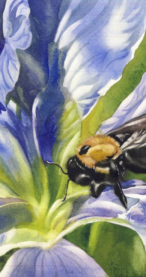 Bee with blue iris by Alfred  Ng