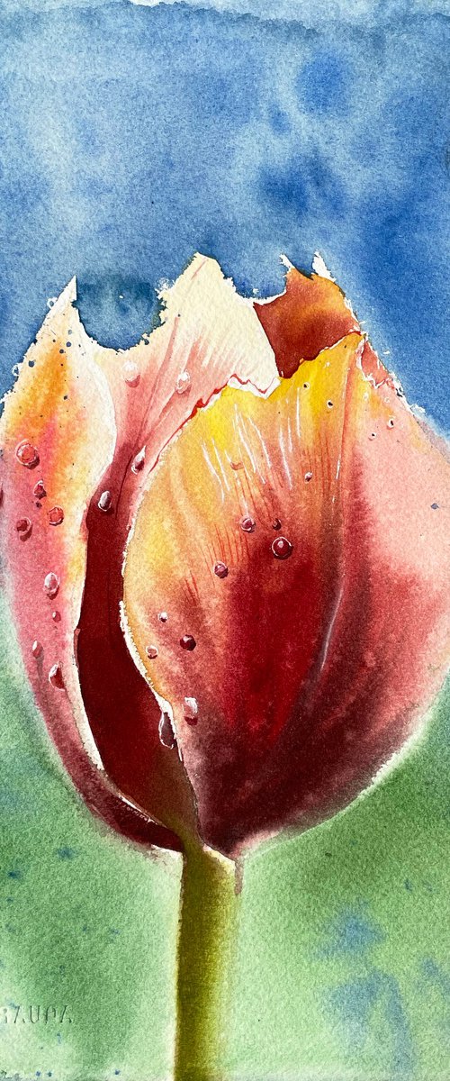 Red & orange tulip by Ksenia Astakhova