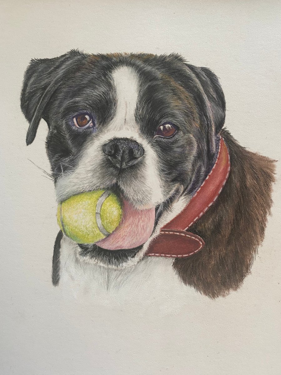 Boxer dog by Maxine Taylor