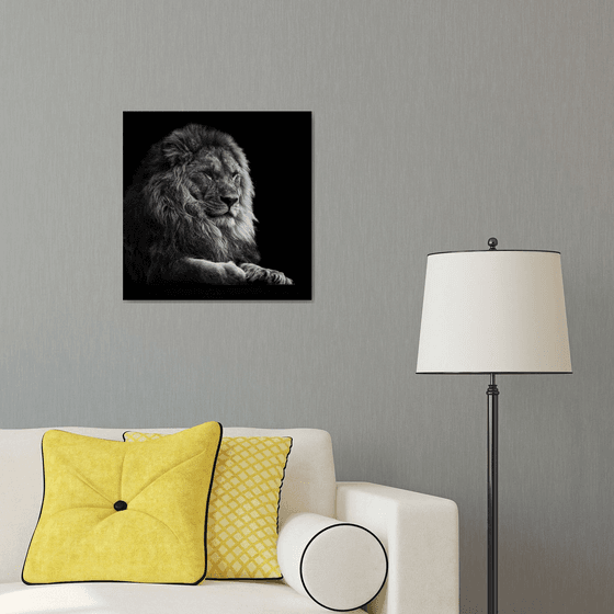 Lion relaxing