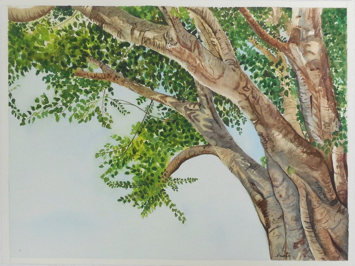 Photorealistic Watercolour , Sacred Fig Tree By Shweta Mahajan, 12 X 9, Artwork For Sale On Artfinder