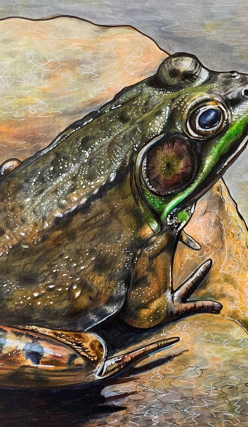 Basking frog by Karen Elaine  Evans