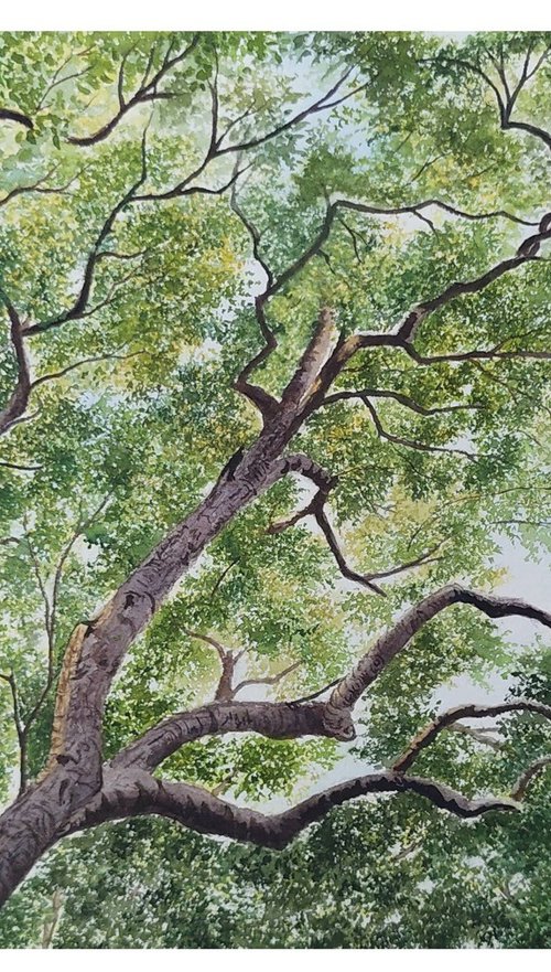 Sycamores Tree Canopy by Shweta  Mahajan