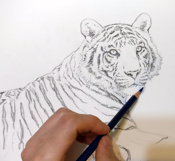 Bengal tiger