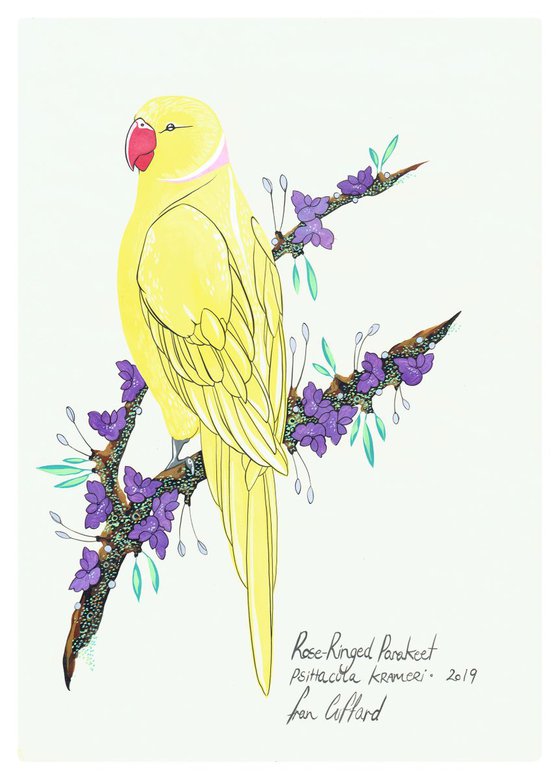 After Audubon . Rose Ringed Parakeet