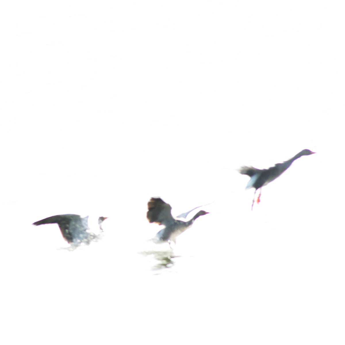 Geese in flight, minimalist wildlife scene by oconnart