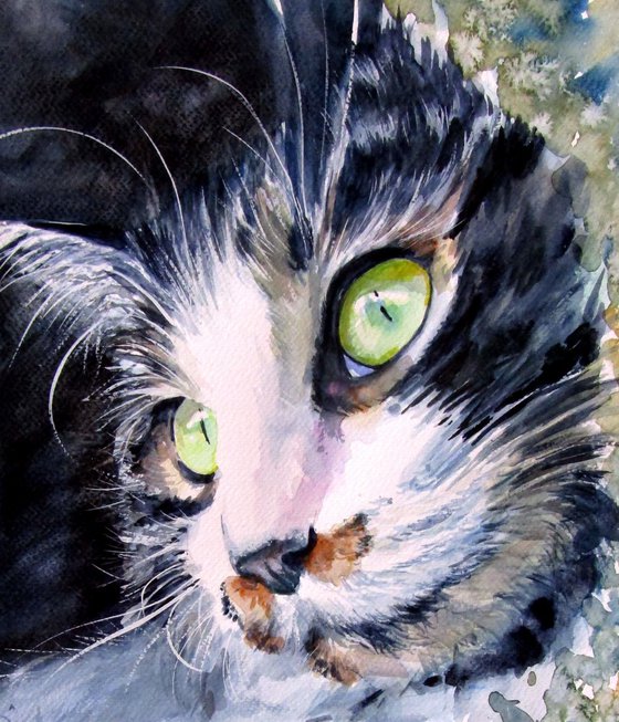 Resting cat
