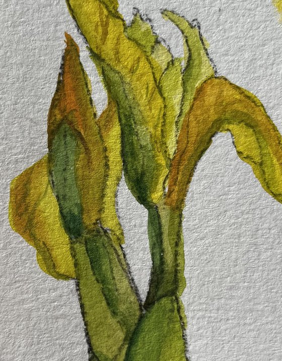 Wild Flag Iris