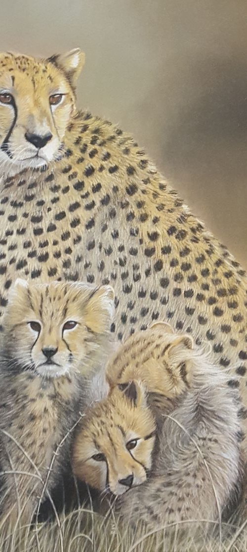 Cheetah Family by Silvia Frei