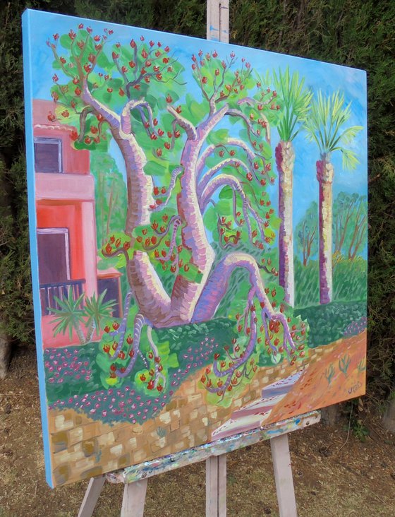 Coral tree in bloom SOLD