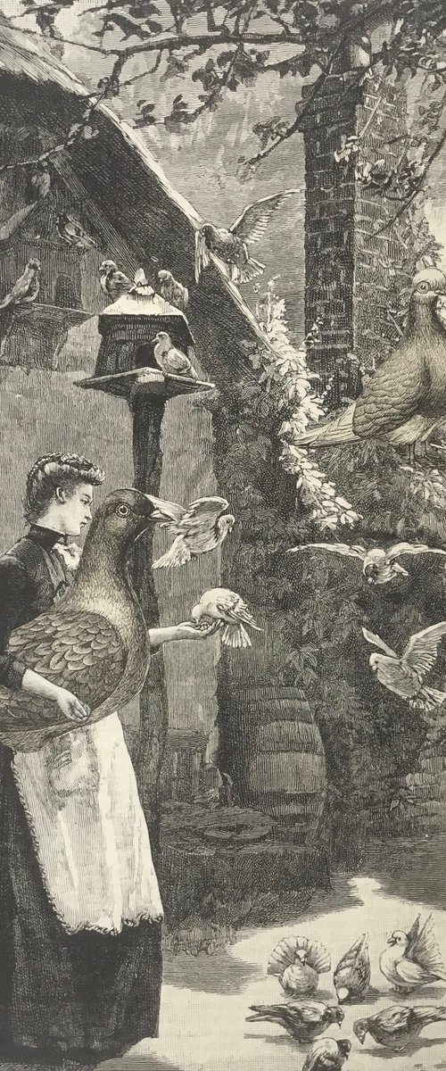 Pigeon Feeding by Tudor Evans