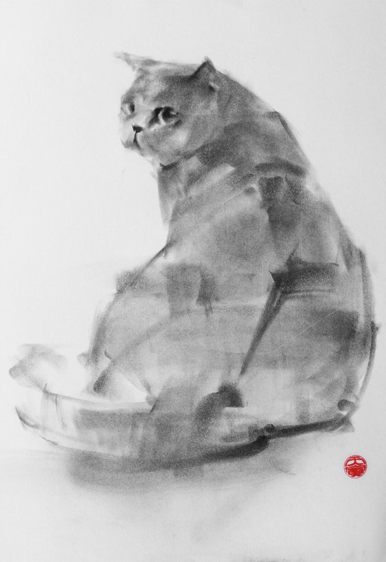 British shorthair 001