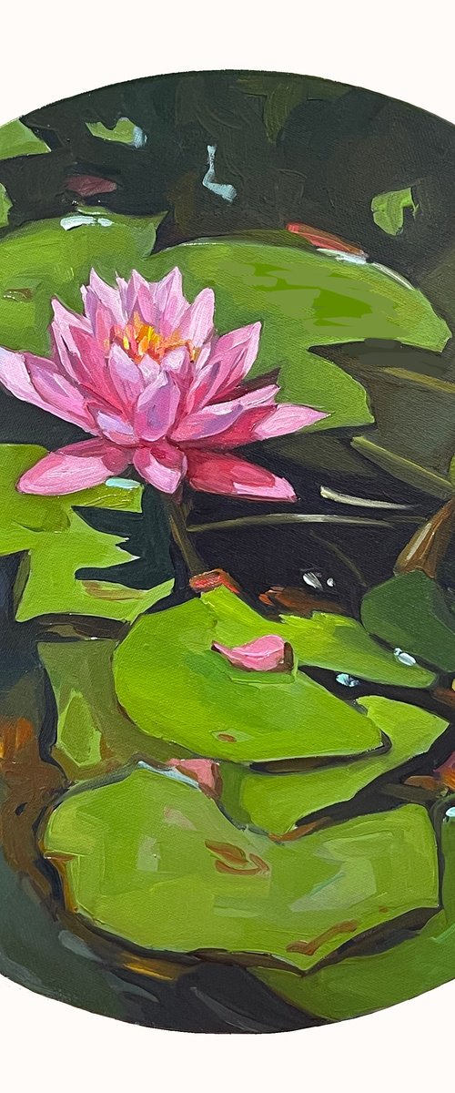 Pink water lily by Guzel Min
