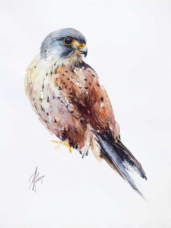 Common Kestrel