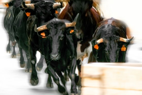 Running Bulls. Limited Edition 2/50 15x10 inch Photographic Print