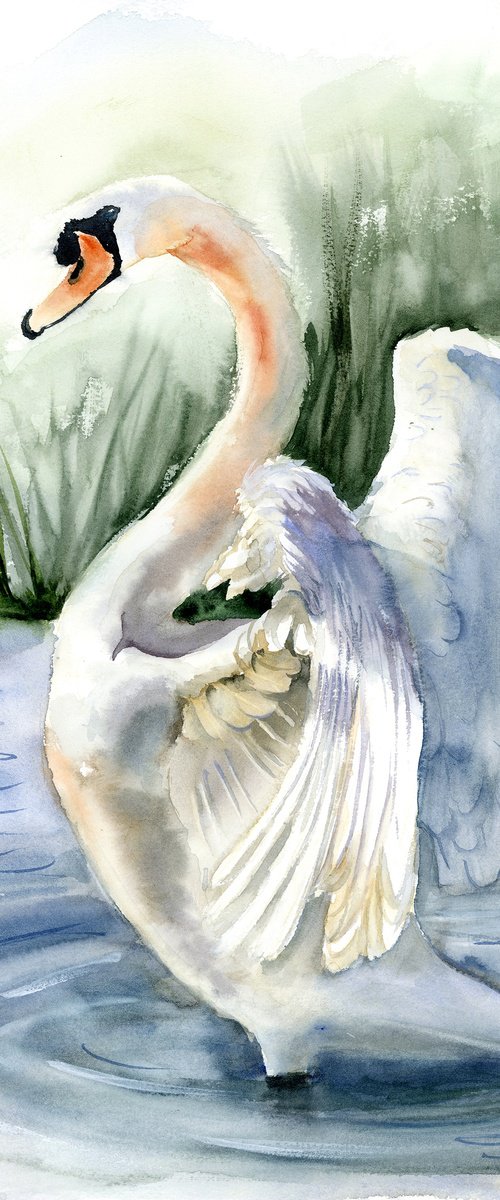 Swan #2  -  Original Watercolor Painting by Olga Tchefranov (Shefranov)