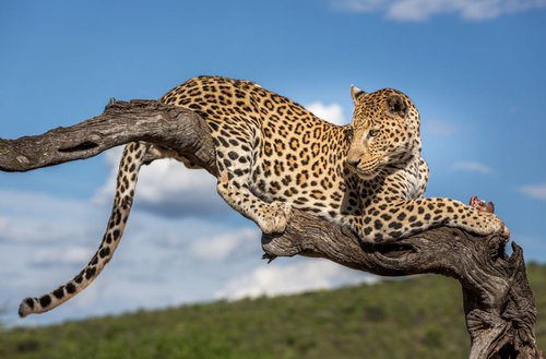 Okonjima Leopard by Kevin Standage