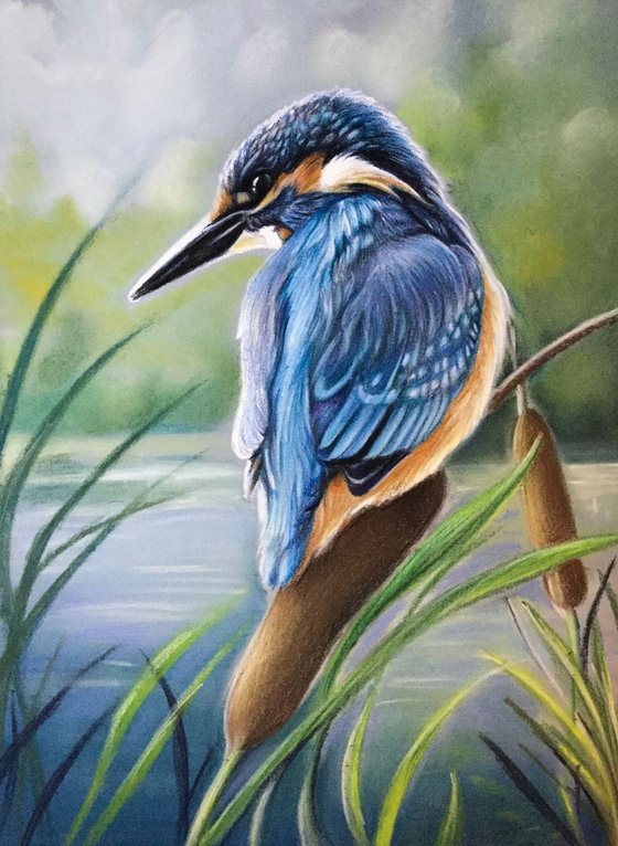 Eurasian kingfisher