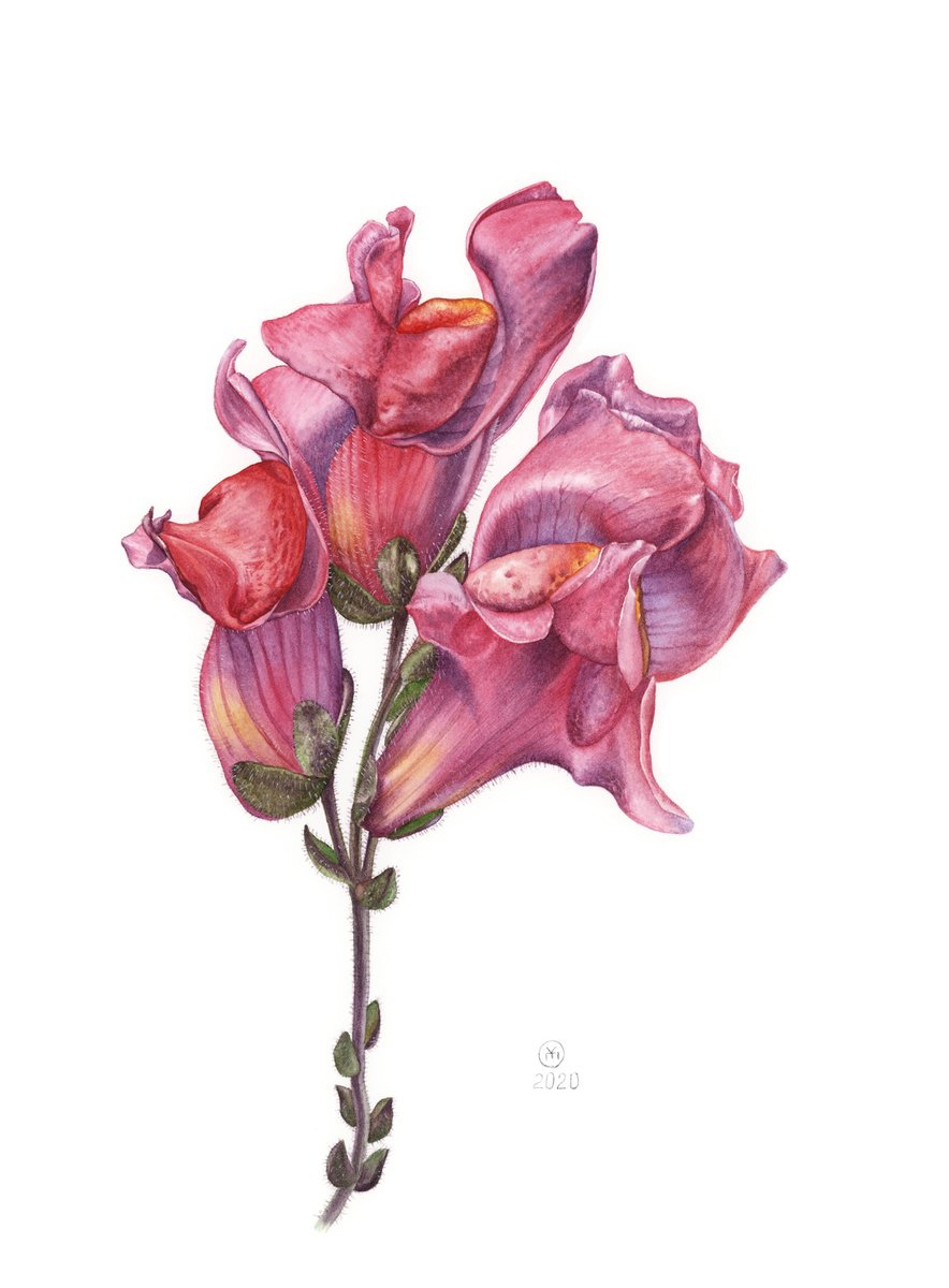 Pink Antirrhinum by Yuliia Moiseieva